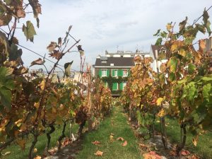 モンマルトル　ブドウの収穫祭　ワイン