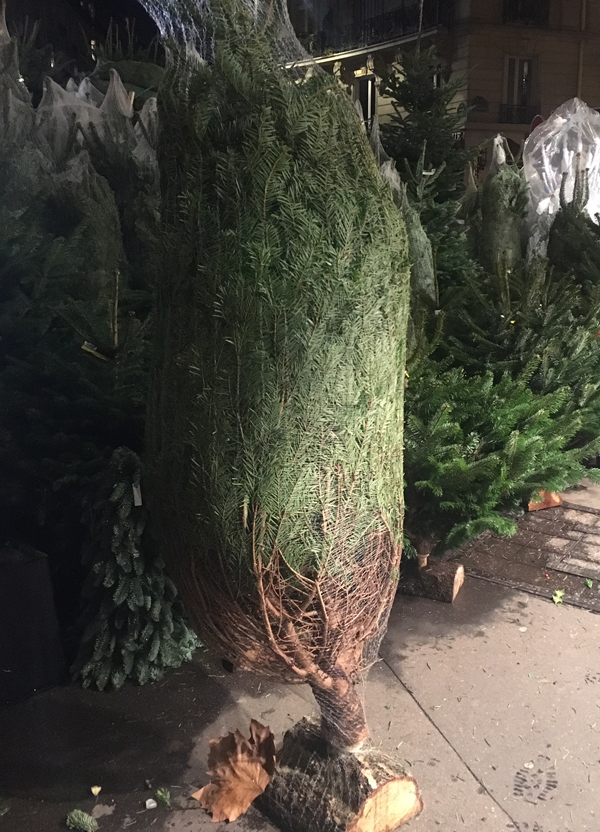 クリスマスツリー　もみの木　パリ